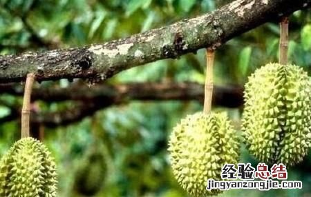 榴莲怎么开,榴莲怎么打开