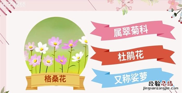 格桑花的寓意,格桑拉的寓意是什么