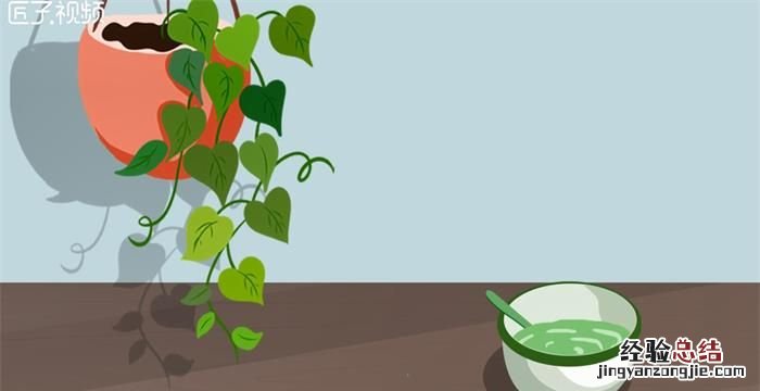 水培植物有哪些，室内大型水培植物有哪些