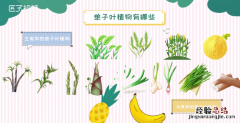 单子叶植物有哪些，常见的单子叶植物和双子叶植物分别有什么