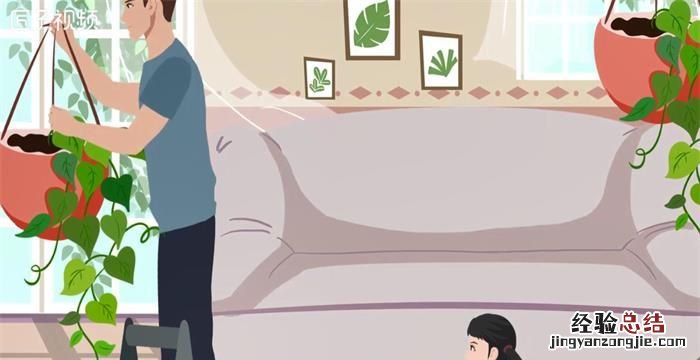 绿萝有毒吗,水养绿萝的水里能同时养鱼绿萝的根有毒性
