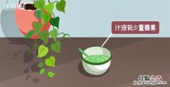 绿萝有毒吗，水养绿萝的水里能同时养鱼绿萝的根有毒性
