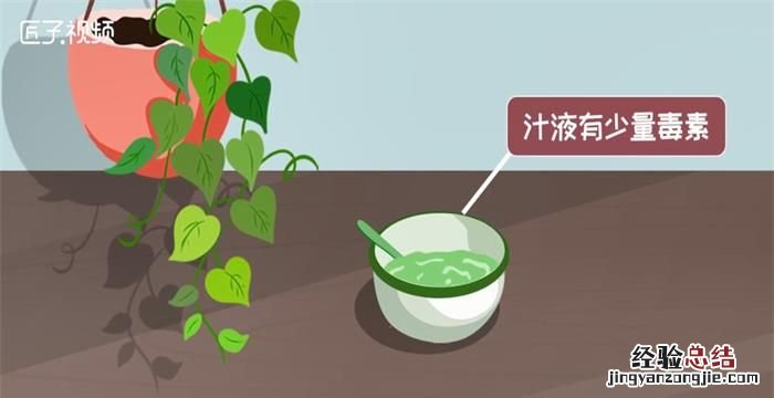 绿萝有毒吗,水养绿萝的水里能同时养鱼绿萝的根有毒性