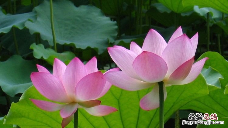 莲花的象征意义，谁知道牡丹、荷花、兰花的象征意义