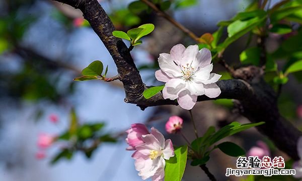 海棠花的养殖方法,毛海棠花的养殖方法