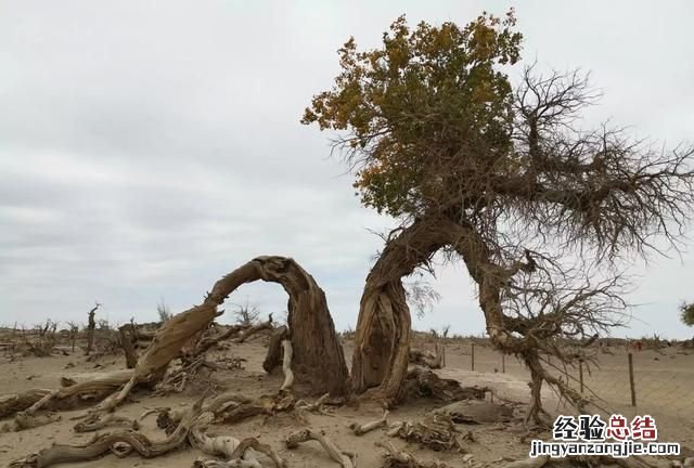 胡杨林在什么地方，和田胡杨林在什么地方