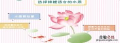 锦鲤鱼怎么养