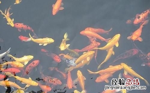 锦鲤鱼怎么养