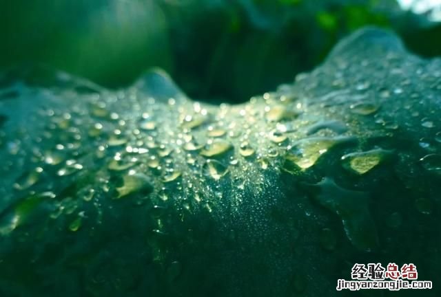 白露是什么意思,24节气中的白露和寒露是什么意思
