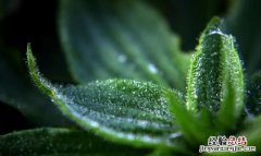 白露是什么意思，24节气中的白露和寒露是什么意思