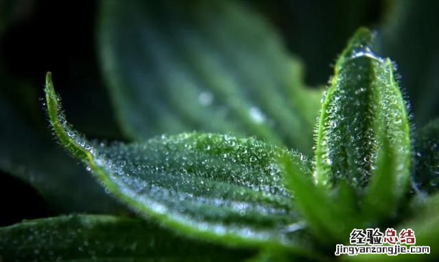 白露是什么意思,24节气中的白露和寒露是什么意思