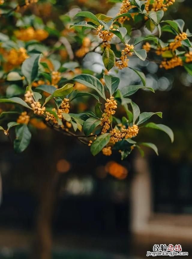 白露是什么意思,24节气中的白露和寒露是什么意思