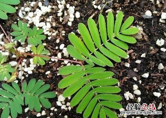 含羞草的特点,含羞草有什么特点作文300字