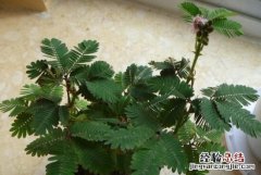 含羞草的特点，含羞草有什么特点作文300字