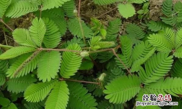 含羞草的特点,含羞草有什么特点作文300字