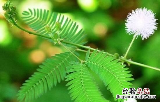 含羞草的特点,含羞草有什么特点作文300字