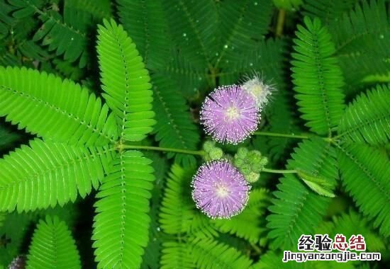 含羞草的特点,含羞草有什么特点作文300字