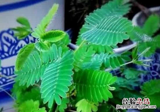 含羞草的特点,含羞草有什么特点作文300字