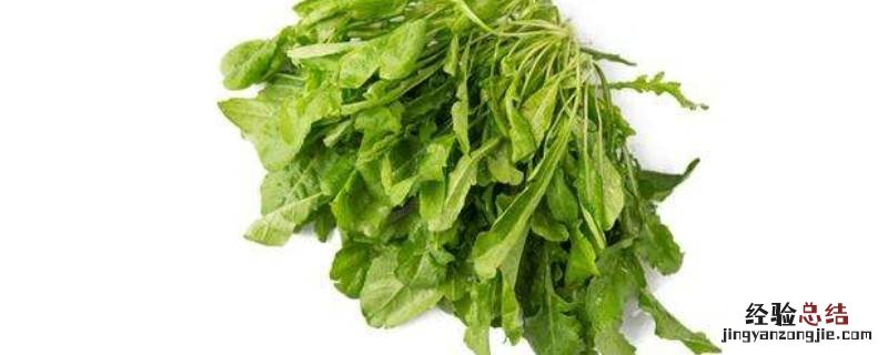 荠菜是什么菜,荠菜是什么科