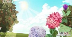 绣球花怎么养，绒绣球花怎么养