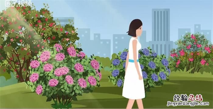 绣球花怎么养,绒绣球花怎么养