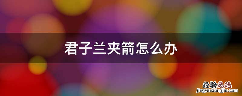 君子兰夹箭怎么办