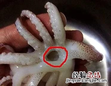 鱿鱼怎样切片教程 鱿鱼怎样切才会卷起来