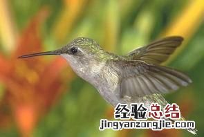 最小的鸟是什么鸟,世界上最小的鸟是什么鸟