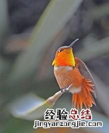 最小的鸟是什么鸟,世界上最小的鸟是什么鸟
