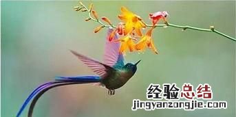 最小的鸟是什么鸟,世界上最小的鸟是什么鸟