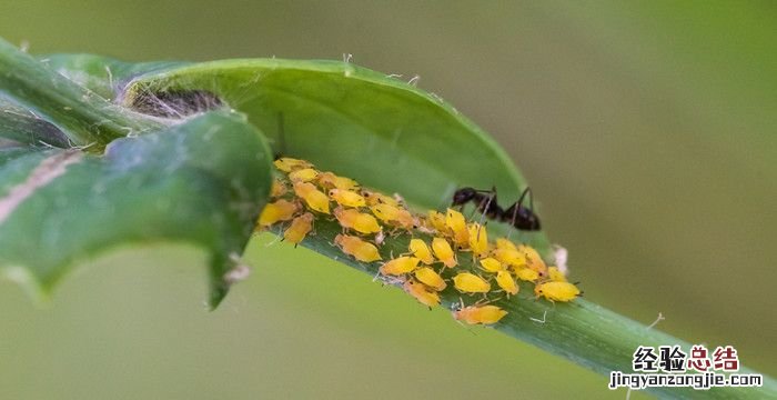 蚜虫怎么治，打农药治蚜虫什么时候打最佳时机