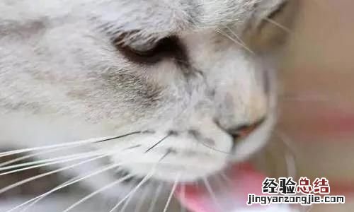 小奶猫可以喝舒化奶不 小奶猫可以喝舒化奶吗