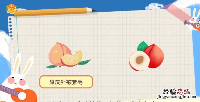 油桃的热量,油桃的核为什么那么红