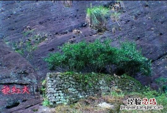 大红袍卖点,大红袍茶卖点