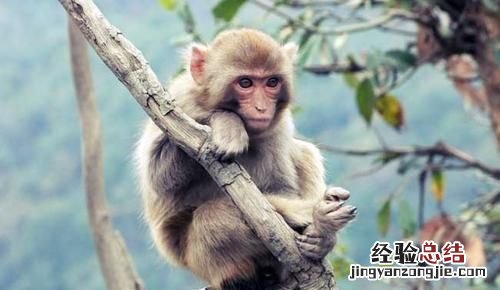 猴子的尾巴有什么作用