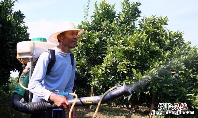 如何管理好荔枝树以获得高产的果实
