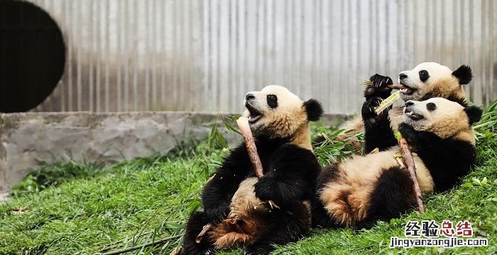 大熊猫的生活习性