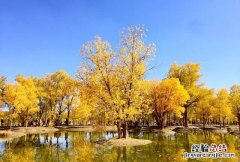 胡杨林最美的地方在哪，胡杨林最美的地方在哪里