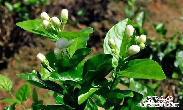 以花会友一起分享养花经验,喜欢养花的一定要收藏