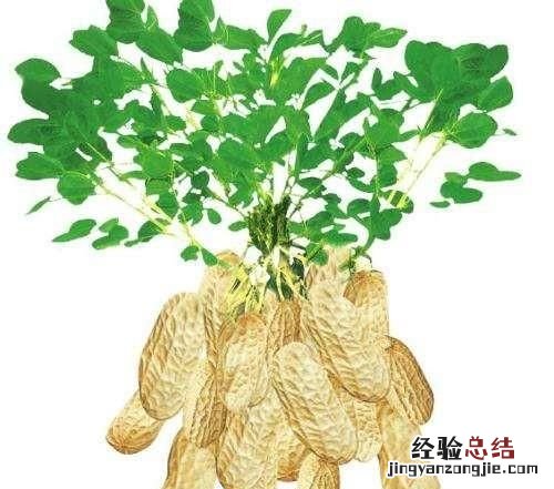 以花会友一起分享养花经验,喜欢养花的一定要收藏