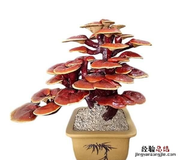 以花会友一起分享养花经验,喜欢养花的一定要收藏