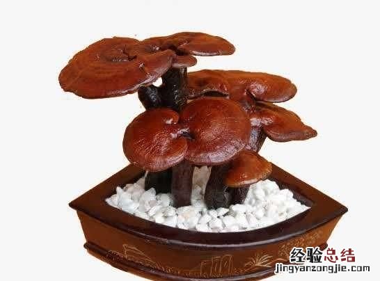 以花会友一起分享养花经验,喜欢养花的一定要收藏