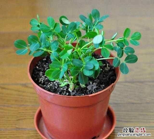 以花会友一起分享养花经验,喜欢养花的一定要收藏