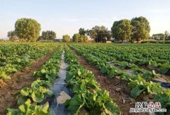 怎样种大白菜最好,大白菜多少种做法