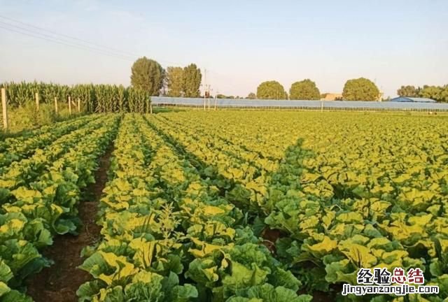 怎样种大白菜最好,大白菜多少种做法