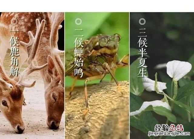 夏至有什么特点和风俗,什么叫夏至夏至有什么讲究