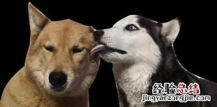 舔狗是什么意思网络用语，网络用语舔狗是什么意思