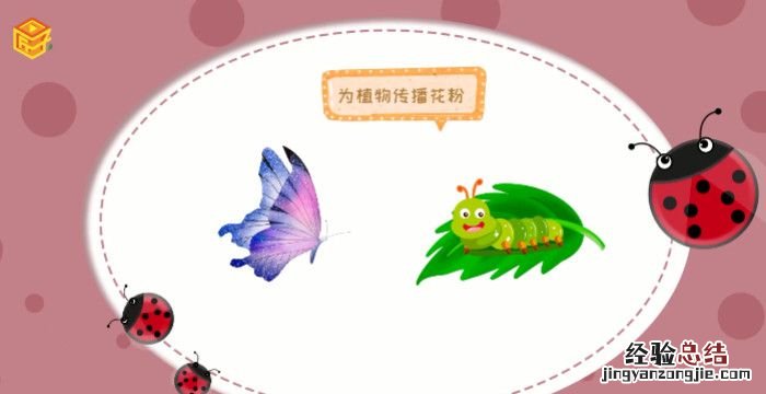 昆虫有哪些,完全变态的昆虫有哪些
