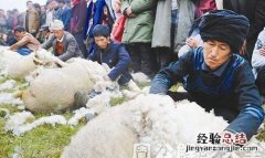 剪羊毛不好剪怎么办,剪羊毛剪了个口子怎么办