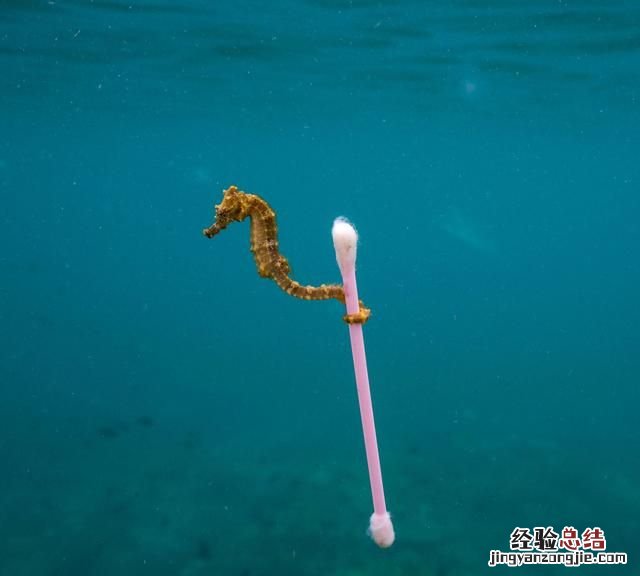 海马是鱼吗海马属于鱼类